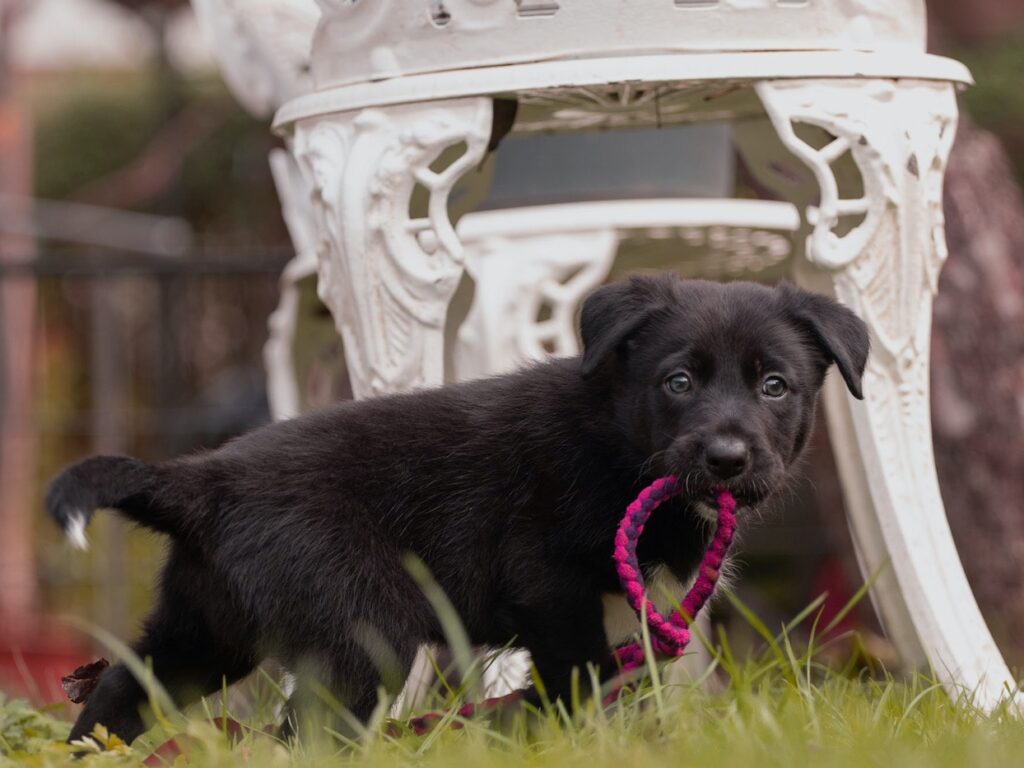 Hund im Garten