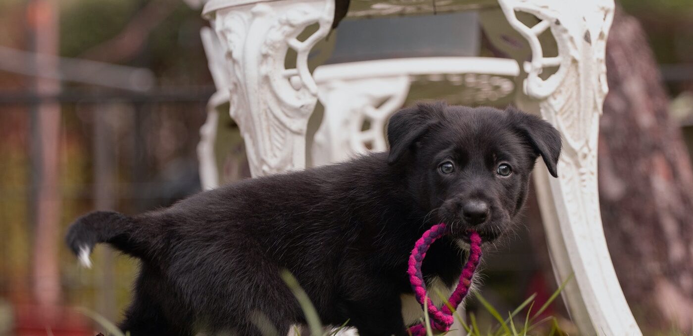 Hund im Garten