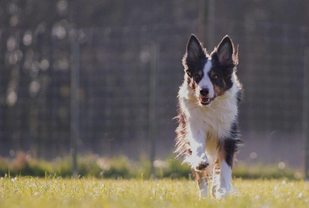 Hund im Garten