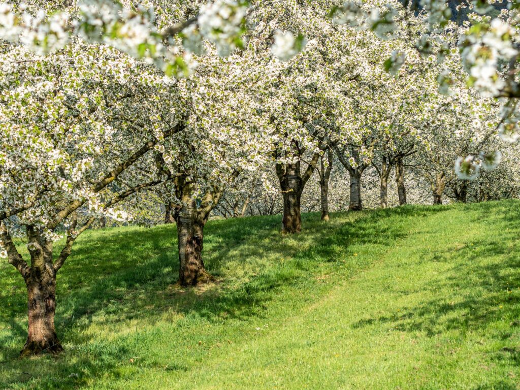 Streuobstwiese