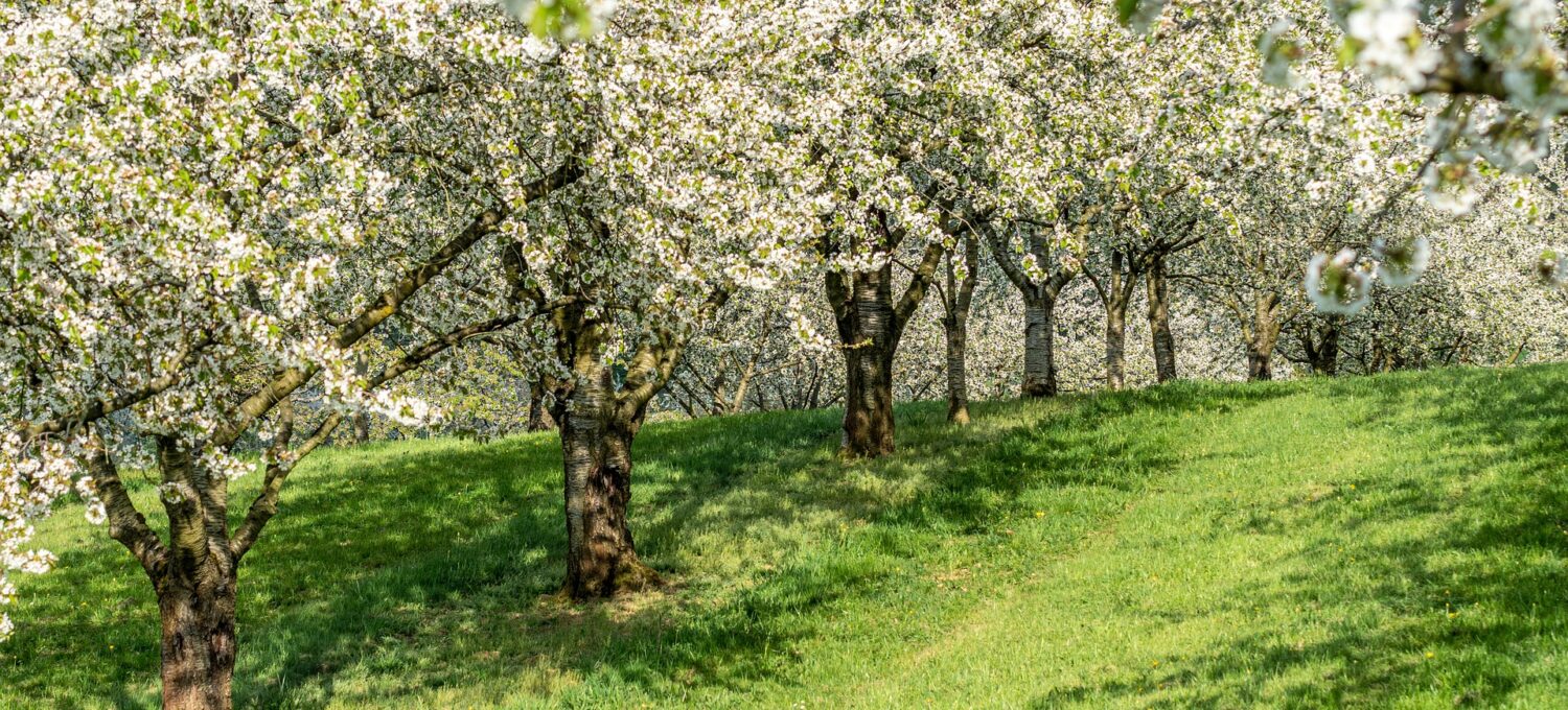 Streuobstwiese