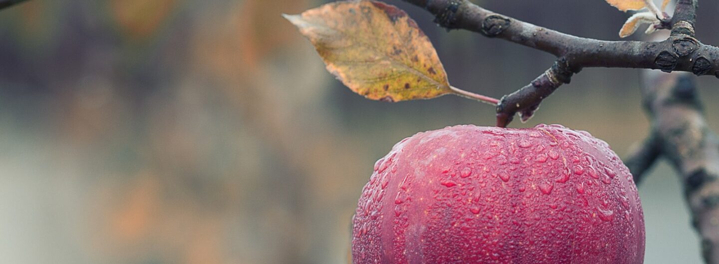 Deutsche Gartenakademie DGA