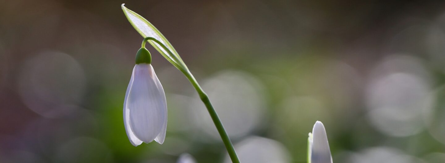 Deutsche Gartenakademie DGA
